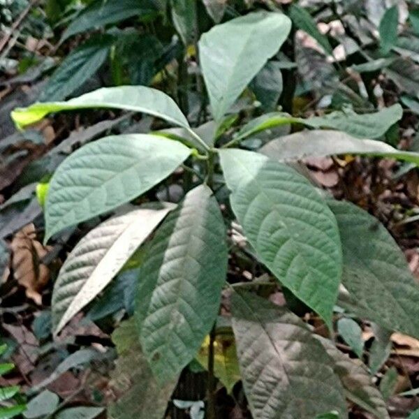 Dendrocnide sinuata Blad