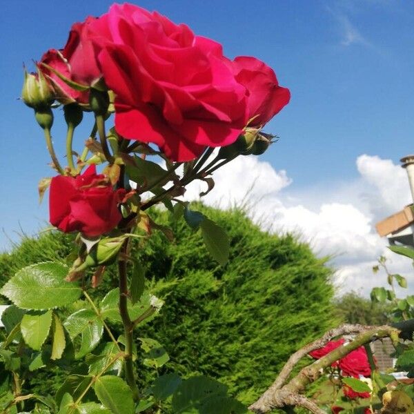 Rosa cinnamomea Lorea