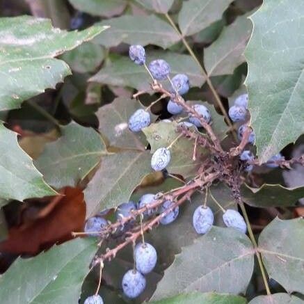 Berberis aquifolium 果實