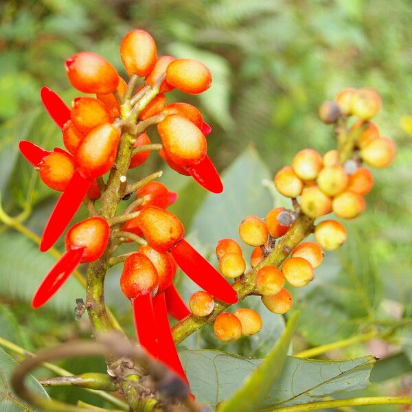 Erythrina globocalyx Cvet