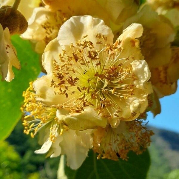 Actinidia chinensis Blomst