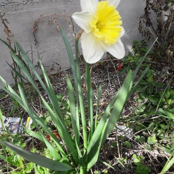 Narcissus pseudonarcissus Flower