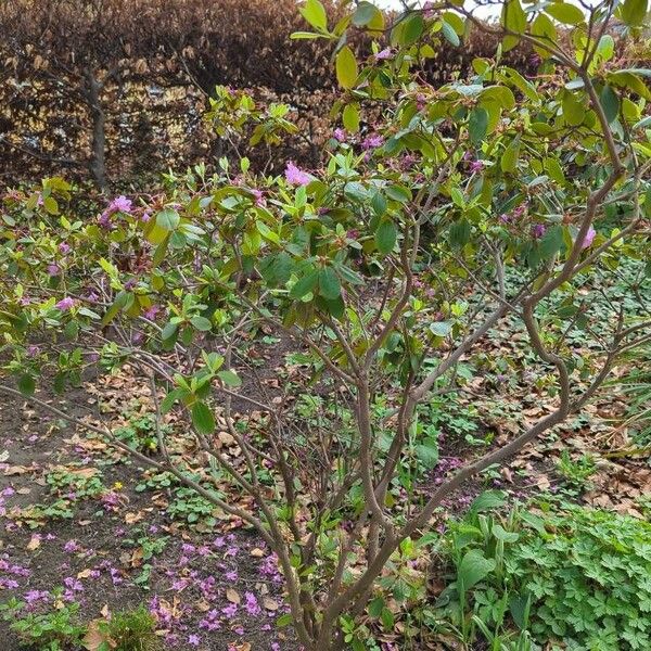 Rhododendron dauricum Autre