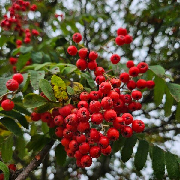 Sorbus aucuparia 果實