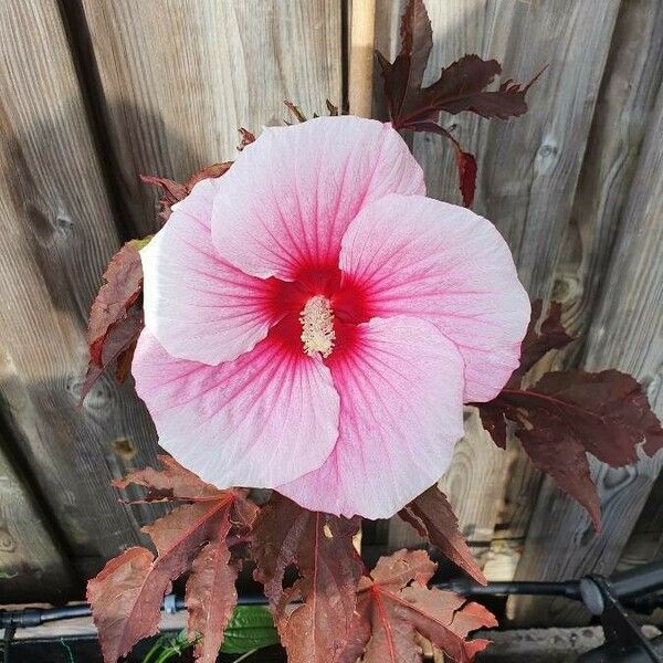 Hibiscus moscheutos Floro