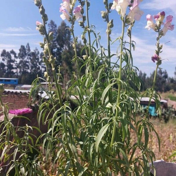 Antirrhinum graniticum Flors