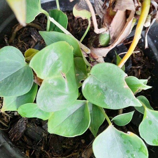 Peperomia urocarpa 葉