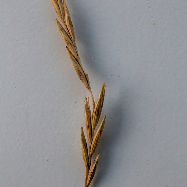 Elymus repens Flower