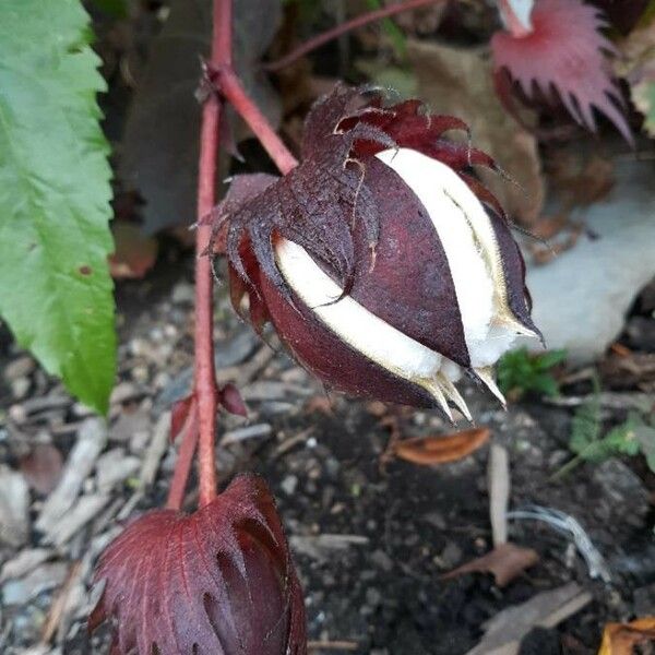 Gossypium hirsutum Deilen