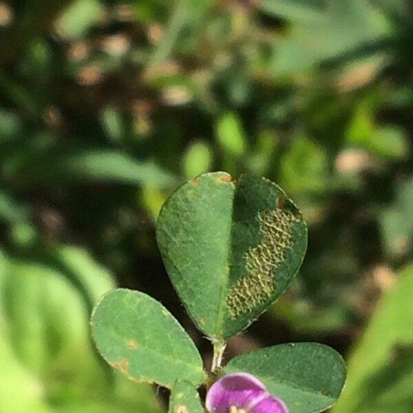 Grona triflora Yaprak