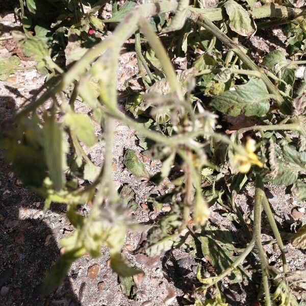 Solanum lycopersicum Lorea