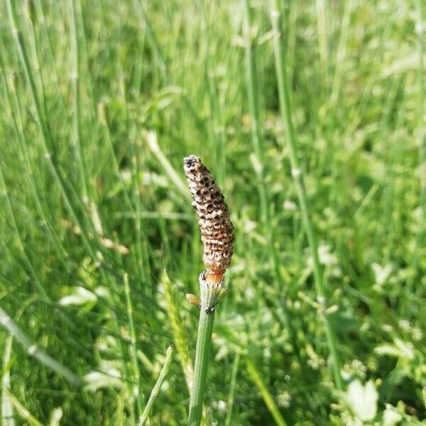 Equisetum ramosissimum Kvet