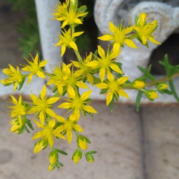 Sedum sarmentosum 花