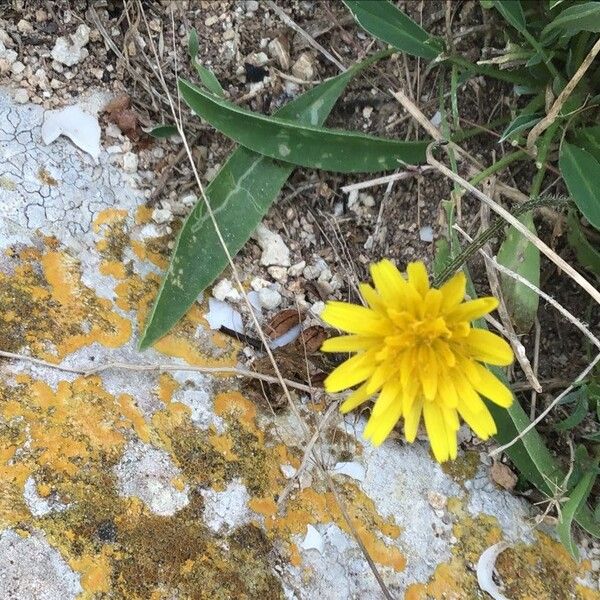 Sonchus oleraceus Fiore