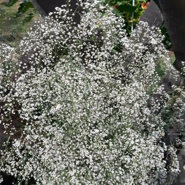 Gypsophila paniculata 花