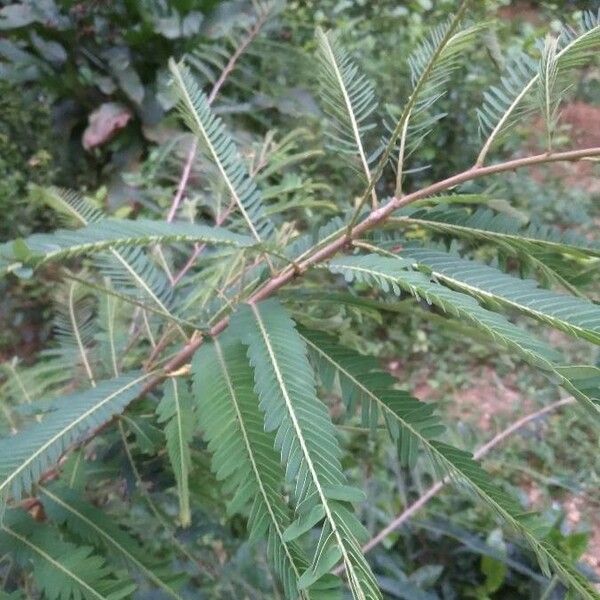 Phyllanthus emblica Blad