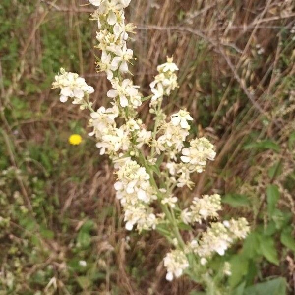 Verbascum lychnitis Blodyn