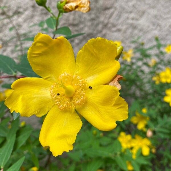 Hypericum patulum 花