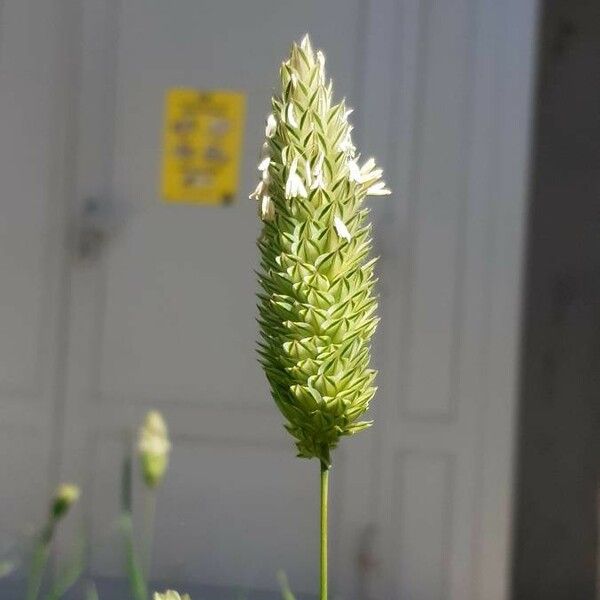 Phalaris canariensis Kwiat