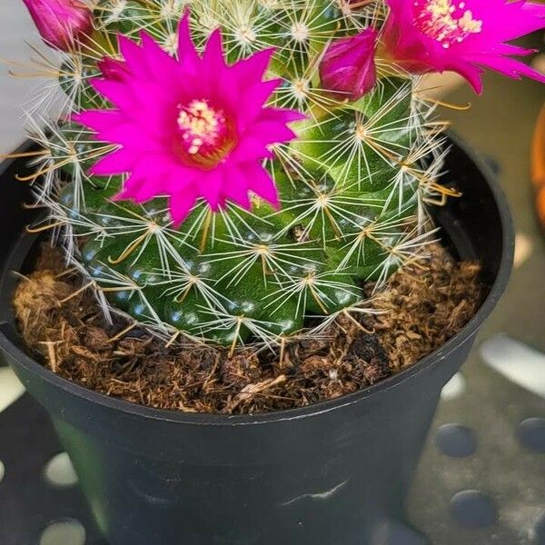 Mammillaria hahniana Flower