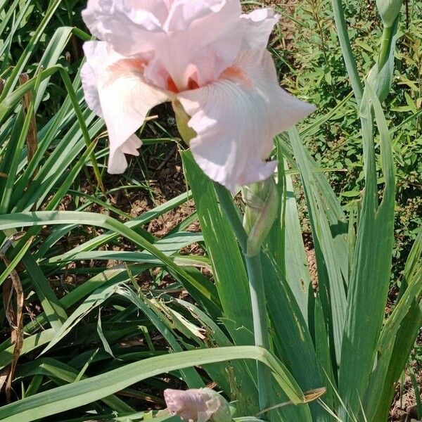 Iris barbatula Flor