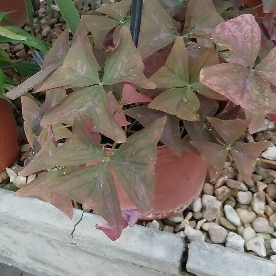 Oxalis triangularis 葉