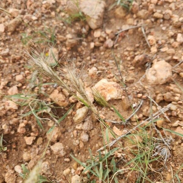 Aristida adoensis Flower