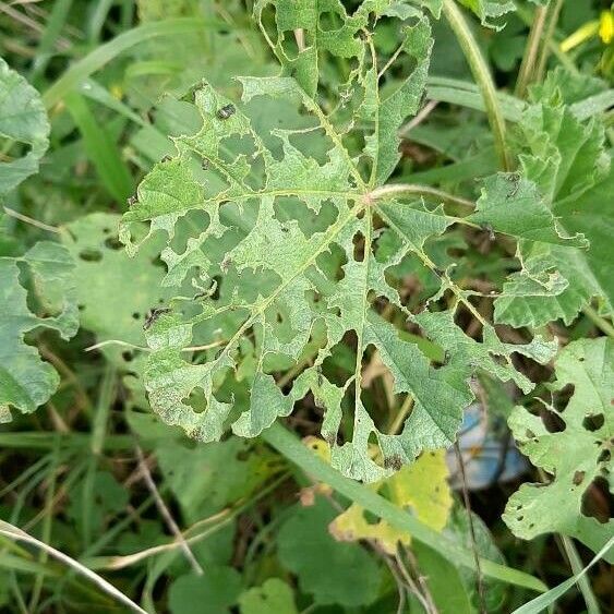 Malva parviflora Leaf