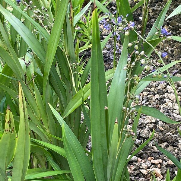 Dianella caerulea Hostoa