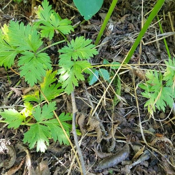 Physospermum cornubiense Leaf