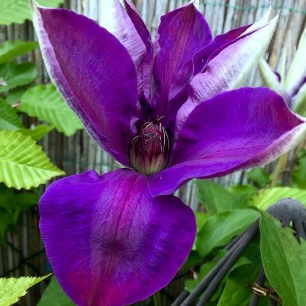 Clematis patens Flower