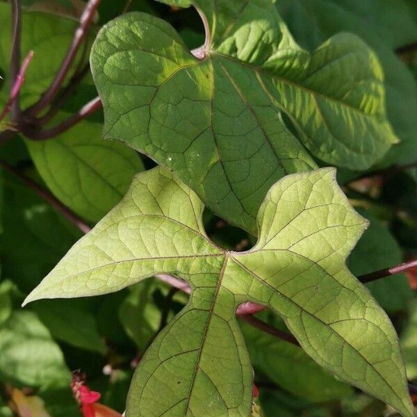 Ipomoea lobata Leaf