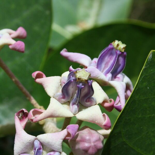 Calotropis gigantea Kwiat