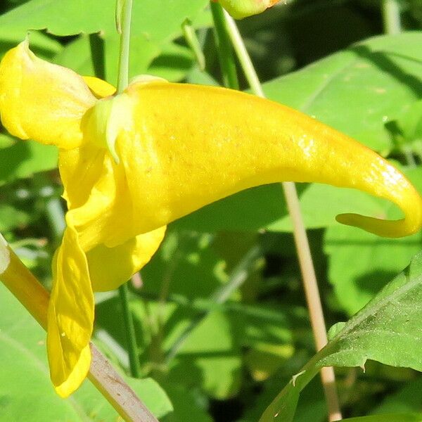 Impatiens noli-tangere Blüte