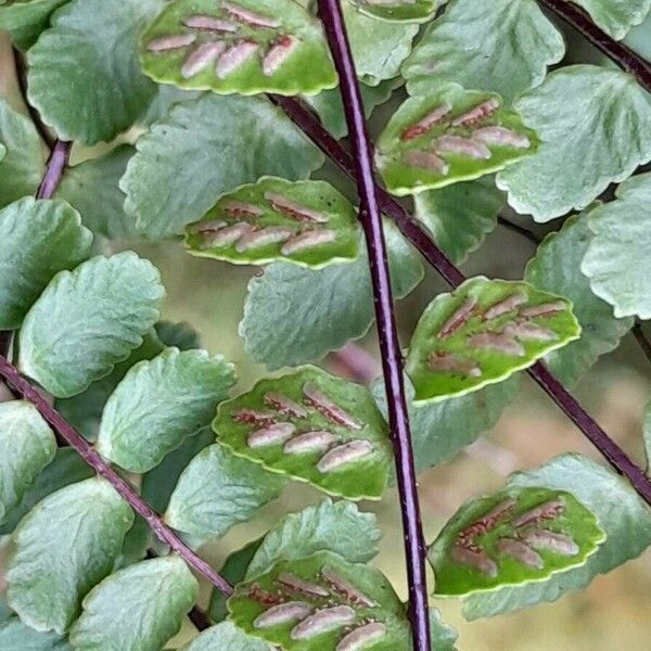 Asplenium trichomanes Fruit