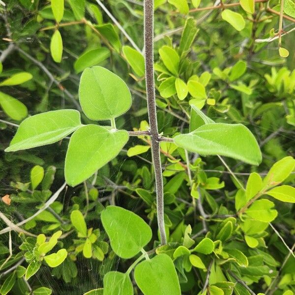 Jasminum fluminense Blad