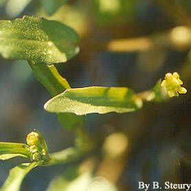 Ranunculus pusillus Плод