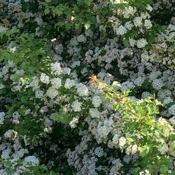 Crataegus × media Flower