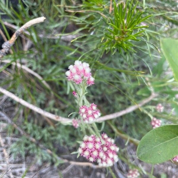 Antennaria rosea Flower