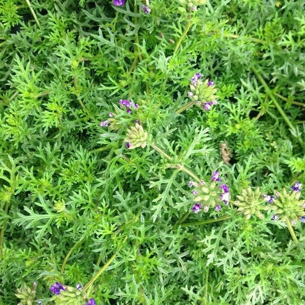 Verbena tenera Habit