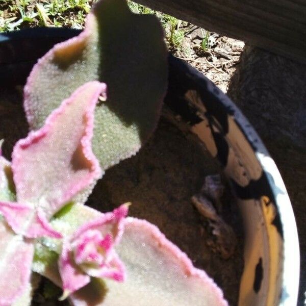 Mesembryanthemum crystallinum Leaf