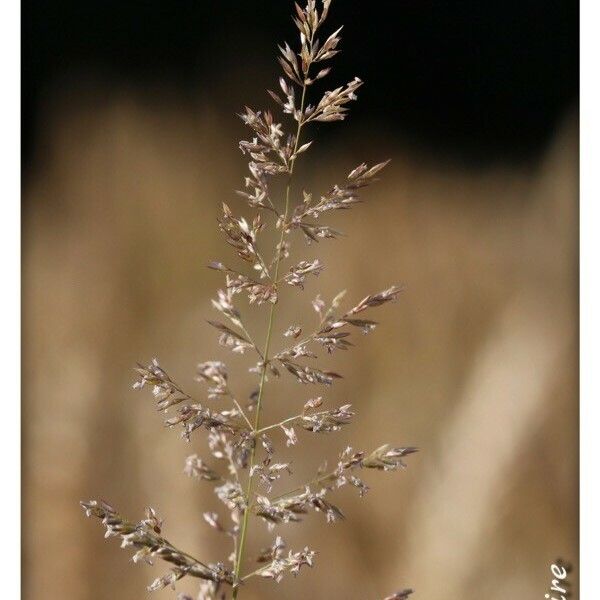 Agrostis gigantea ᱥᱟᱠᱟᱢ