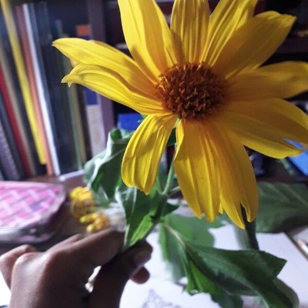 Tithonia diversifolia Flower