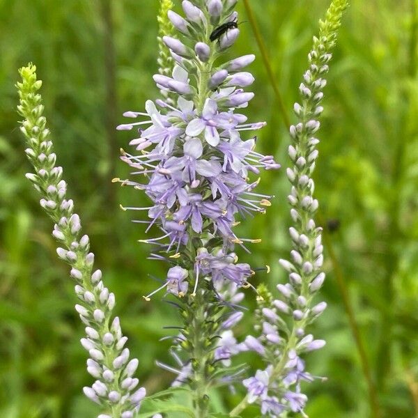 Veronica longifolia 花