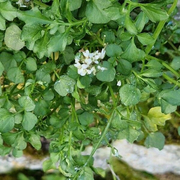 Cardamine parviflora Λουλούδι