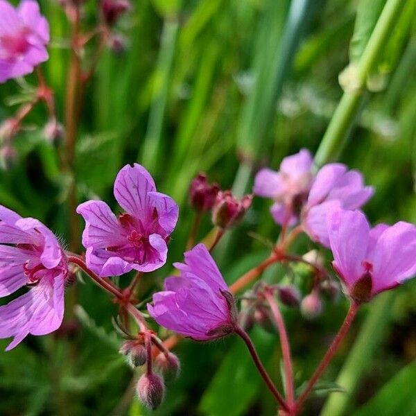 Geranium tuberosum 花