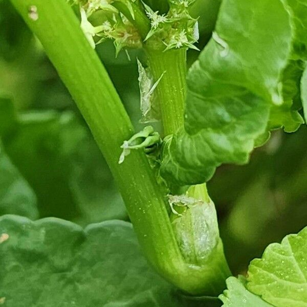 Rumex spinosus Rinde