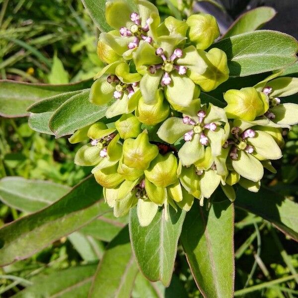 Asclepias viridis Flower