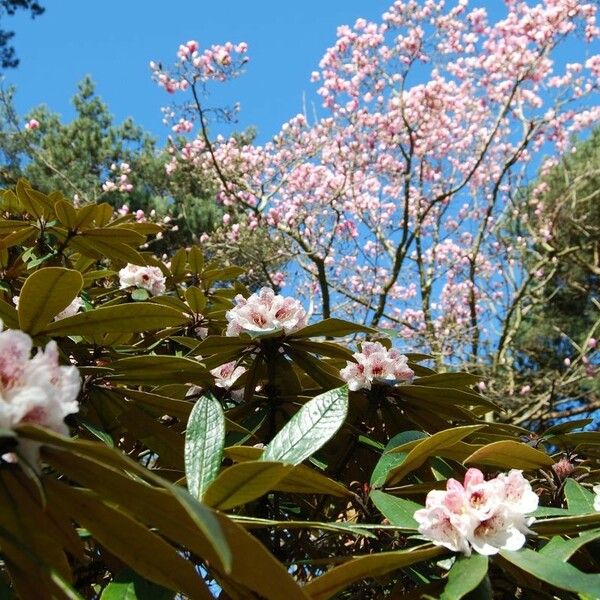 Rhododendron crinigerum Habit