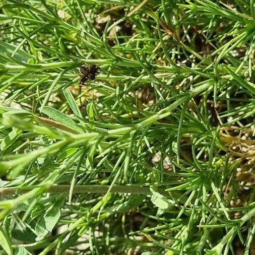 Minuartia capillacea Leaf